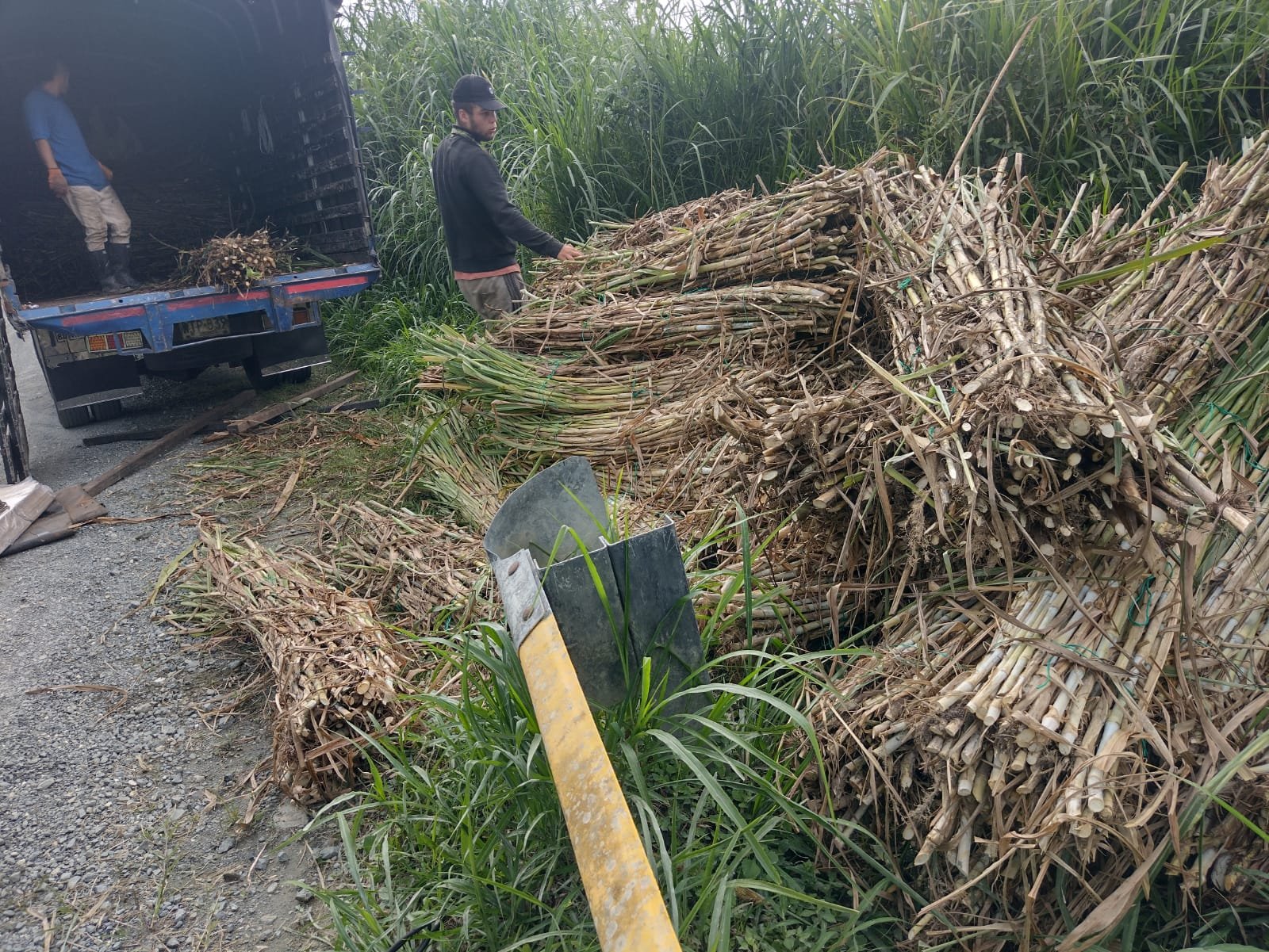 Entrega de Insumos 43